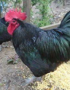 Australorp rooster, looks like my boys Australorp Rooster, Black Australorp, Game Fowl, Wind Generator, Farms Living, Chicken Breeds, Down On The Farm, Black Feathers, Farm Animals