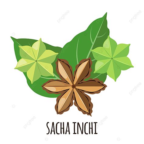 Plant Sketches, Sacha Inchi, Branch Vector, Merry Christmas Background, Fruit Vector, Eat Fresh, Plant Vector, Drawing Frames, Heart Illustration