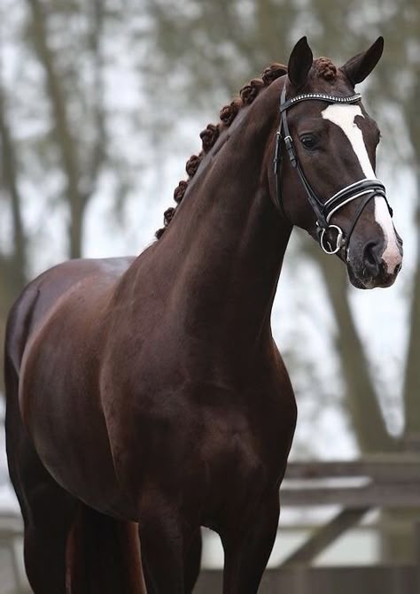 Liver Chestnut Brown Mustang Horse, Thoughrobred Horse, Cleveland Bay Horse, Dutch Warmblood Horse, Holsteiner Horse, Bay Clydesdale, Bay Pony, Hanoverian Horses, Lipizzaner Horse