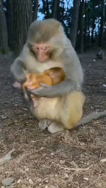 Baby Monkey Videos, Monkey Funny Videos, Monkey Videos, Monkey Video, Tiny Baby Animals, Cute Monkey Pictures, Tiny Monkey, Monkey World, Exotic Mammals