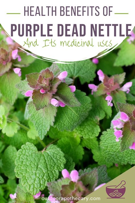 Nettle Tincture Benefits, Purple Nettle Uses, Dead Nettle Benefits, Herbal Medicine Garden, Nettles Benefits, Henbit Uses, Purple Nettle, Purple Dead Nettle Benefits, Purple Dead Nettle Tincture