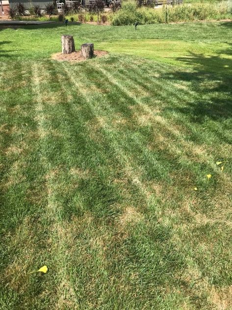 Summer Lawn Woes: Reasons Why Tall Fescue Grass Declines at This Time of Year – Maryland Grows Tall Fescue Lawn, Tall Fescue Grass, Fescue Lawn, Lawn Renovation, Greener Grass, Fescue Grass, Spring Lawn Care, Tall Fescue, Go Browns