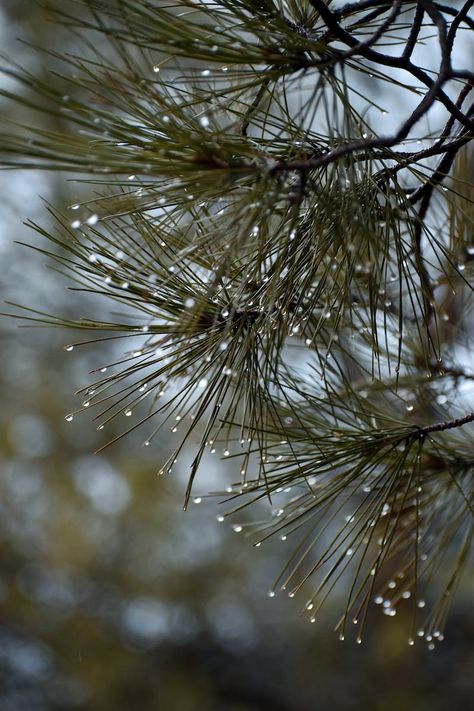 Torrential Rain Aesthetic, Mountain Rain, Textiles Gcse, Ideas For Writing, Rain Aesthetic, Writing Music, The Best Wallpapers, Court Of Mist And Fury, A Court Of Mist And Fury