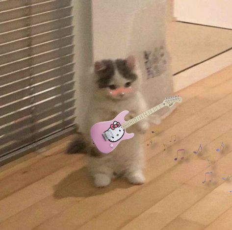 so cute 🥺 Cat With Guitar, Playing Electric Guitar, Cat Playing Guitar, Music Heart, Cat Pfp, Cat Watch, Pfp Ideas, Cat Icon, Cat Playing