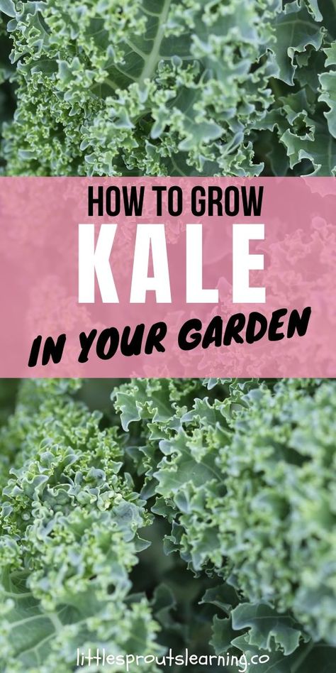 How To Grow Kale, Grow Kale, Plants In Containers, Kale Plant, Gemüseanbau In Kübeln, Growing Kale, Chou Kale, Preschool Garden, Garden Remedies