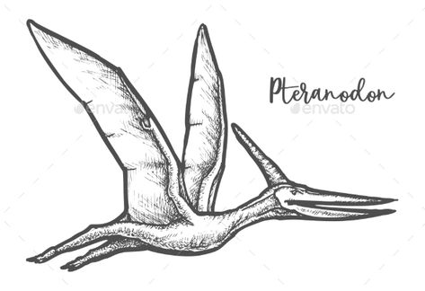 Teradactyl Drawing, Flying Dinosaur Tattoo, Dinosourusse Drawing, Flying Dinosaur Drawing, Pteranodon Drawing, Dinosaur Sketch Realistic, Dinosaur Drawing Sketch, Pterodactyl Drawing, Dino Mural