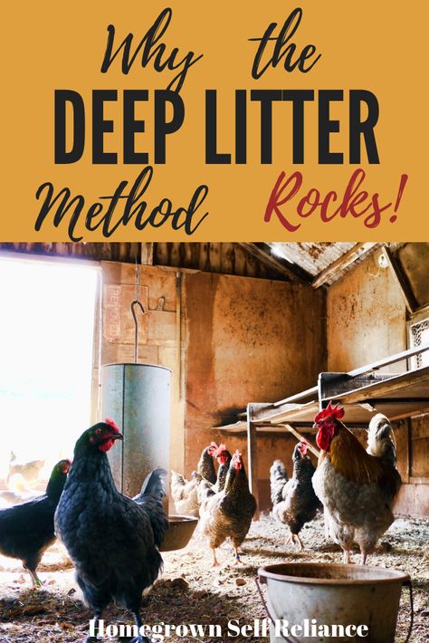 Deep Litter Method, Raising Meat Chickens, Baby Chicks Raising, Chicken Incubator, Raising Chicks, Egg Laying Chickens, Chicken Health, Best Chicken Coop, Chicken Treats