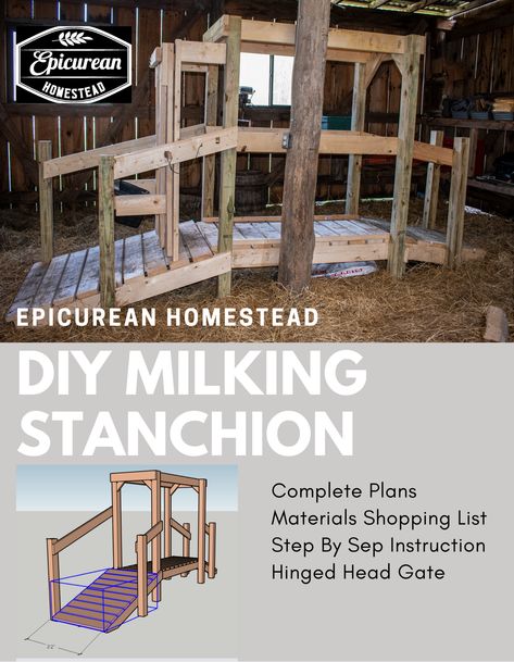 Homestead Milking Parlor, Milk Parlor Ideas, Milk Cow Stanchion, Cow Stanchion Ideas, Milk Stanchion, Milking Stanchion, Milk Parlor, Miniture Cows, Cow Shed Design