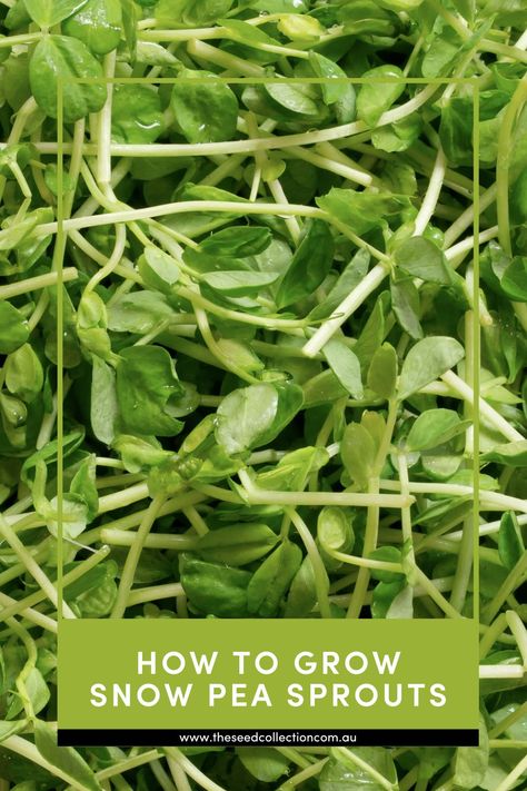 A simple step by step guide on how to grow Snow Pea Sprouts Microgreens Recipe, Pea Sprouts, Growing Sweet Peas, Growing Peas, Snow Pea, Sprouting Seeds, Seed Collection, Snow Peas, Sprout Recipes