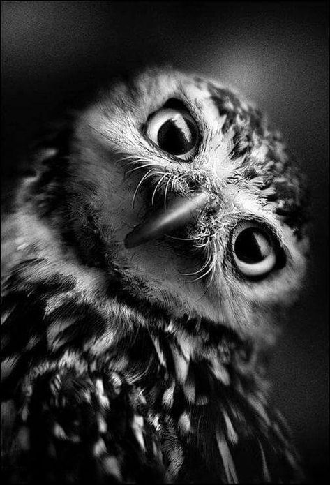 Regard Animal, Black And White Birds, Owl Pictures, Black And White Photograph, White Owl, Appaloosa, White Bird, Black N White Images, White Picture