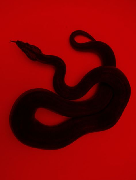 #aesthetic #rainbow #denim #grunge #cool #snake #animal #wallpapers #collection  https://weheartit.com/entry/325550415 Neon Rouge, Red Aesthetic Grunge, Red And Black Wallpaper, Dark Red Wallpaper, I See Red, Red Pictures, Red Walls, Imagine Dragons, Aesthetic Colors