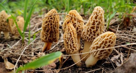 Moral Mushrooms, Growing Morel Mushrooms, Morel Mushroom Hunting, Edible Wild Mushrooms, Mushroom Spores, Morel Mushrooms, Wild Food Foraging, Mushroom Grow Kit, Edible Wild Plants