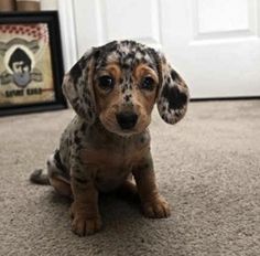 Weener Dogs, Nice Animals, Mini Puppies, Dog Room, Dapple Dachshund, Dog Essentials, Dachshund Puppy, Weiner Dog, Cute Creatures