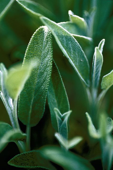 Sage – Salvia officinalis. It could be described as being elegant with its slender leaves covered with a greenish-grey down. This velvety covering is the first sign that this is indeed sage. If you then rub the leaves, the sage aroma that spreads is the unmistakable proof. Sage Plant Aesthetic, Salvia Aesthetic, Sage Plants, Being Elegant, Sage Aesthetic, Sage Photography, Garden Sage, Medical Esthetician, Sage Herb