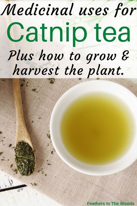 How To Make Catnip Tea, Catnip Uses For Humans, Catnip Herb Benefits, Catnip Benefits For Humans, Catnip Tea For Cats, Catnip Recipes, Drying Catnip, Catnip Uses, Catnip Benefits