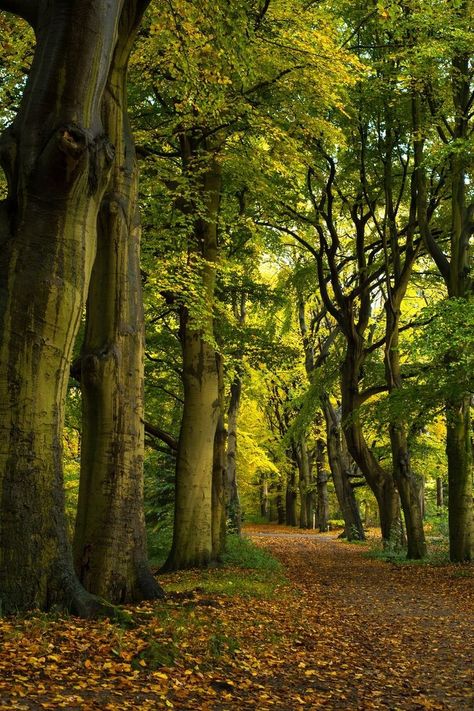 Forest Scenery, Forest Background, Mystical Forest, Forest Path, Nature Drawing, Forest Photography, Beautiful Dark Art, Green Landscape, Natural Scenery