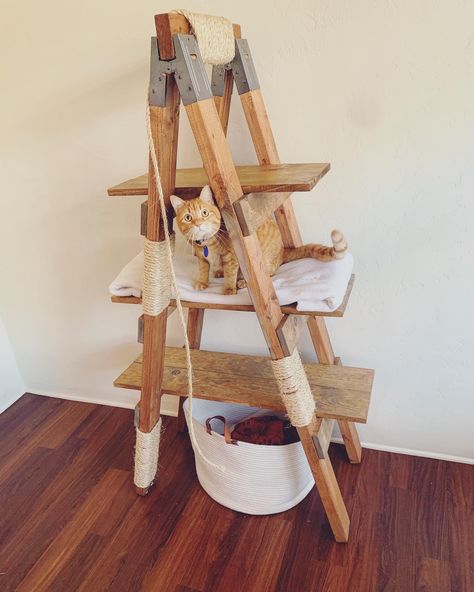 Our cat loves this ladder and it looks cuter than typical cat trees! Ladder Cat Tree Diy, Diy Cat Ladder Ideas, Diy Cat Tree From Ladder, Ladder Cat Tree, Cat Ladder Diy, Cat Ladders, Ladder For Cats, Diy Cat Tree Driftwood, Old Ladder Made Into Cat Tree