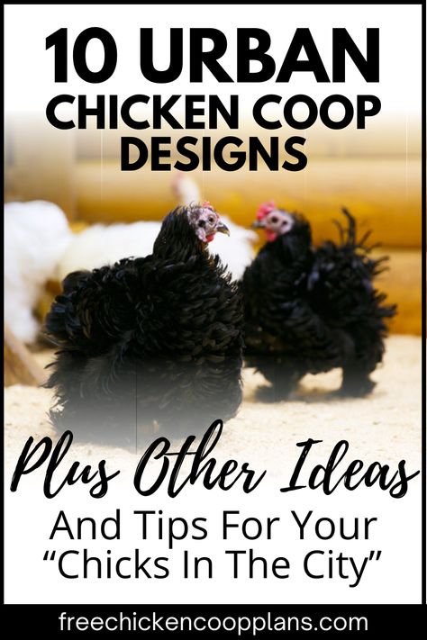 If you live in the city, don't rule out raising chickens! It's totally doable. But you'll need a sweet coop for your yard. See our ideas in this article for inspiration! Urban Chicken Coop, Urban Chicken, Cheap Chicken Coops, Urban Chicken Farming, Mobile Chicken Coop, City Chicken, Best Egg Laying Chickens, Laying Chickens, Portable Chicken Coop