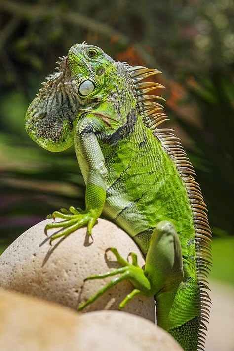 Divine Creatures, Regard Animal, Green Iguana, Cold Blooded, Chameleons, Crocodiles, Reptiles And Amphibians, Animal Planet, Exotic Pets