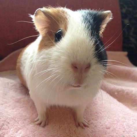 Geunia Pigs, Cute Ginipigs, Female Guinea Pigs, Ginne Pig Pets, Cute Guenia Pigs, Pig Pics, Guineapig Cute, Baby Guinea Pigs, Pet Turtle