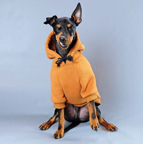 Toy Manchester Terrier, Large Dog Coats, Small Dog Coats, Fleece Dog Coat, Dog Vests, Denim Dog, Mini Dachshund, Guide Dog, Dog Coat