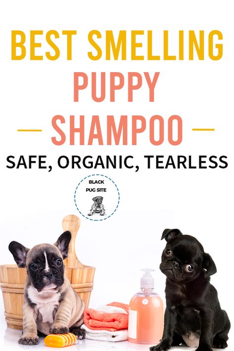 Best Puppy Shampoo, Dog Grooming Diy, Pug Accessories, Pug Clothes, Puppy Shampoo, Old Pug, Best Shampoo, Dog Grooming Tips, Fawn Colour