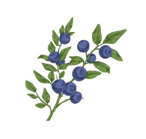 Blueberry branch with fresh ripe bilberr... | Premium Vector #Freepik #vector #blueberry #bilberry #berries #branch Blueberry Embroidery, Blueberry Branch, Branch Drawing, Juice Label, Leaves Vintage, Forest Fruits, Botanical Drawing, Blueberry Juice, Flash Sheet