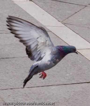 pigeon-flapping-wings by labasta, via Flickr Pigeon Wings, Pigeon Costume, Pigeon, Art Inspiration, Birds, Animals, Art