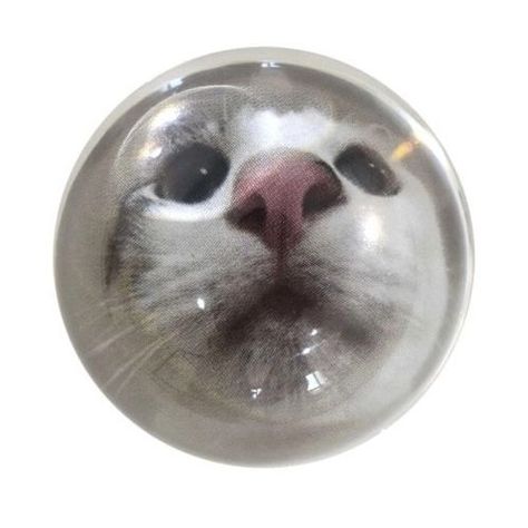 Bubble Cat, Y2k Profile Picture, Post Animal, Insta Icon, Creative Profile Picture, Celestial Art, Iphone Wallpaper Photos, Cat Icon, 背景 シンプル