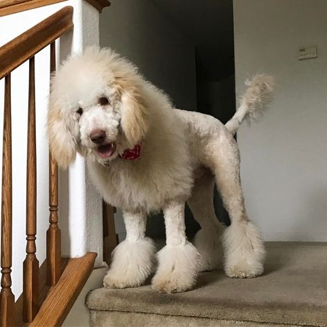 The Labradoodle Lion Cut by far the most trending type of the Labradoodle haircuts.  We also wrote an in-depth guide called The Cutest Lion Cut Dog Photos.  Since Labradoodles already look like cute teddy bears, you can easily transform them into a lion by shaving their body and legs while growing out the hair on their head and tail.  Some Labradoodle owners also keep the hair long on the bottom on their Labradoodle legs.  This is one of the most unique and fun haircut types Labradoodle Lion Haircut, Lion Cut Dog, Labradoodle Haircuts, Labradoodle Hair, Labradoodle Haircut, Labradoodle Grooming, Poodle Cuts, Mini Goldendoodle Puppies, Puppy Cut