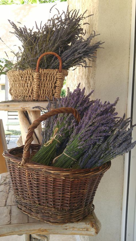 Charming display of lavender!  B.Allen Lavender, Flowers