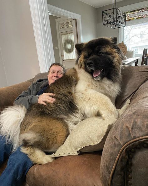 Samurai Dog, Alabai Dog, Dog Peeking, Around The Fur, Animals Aesthetic, Animals Adorable, American Akita, Huge Dogs, Bear Images