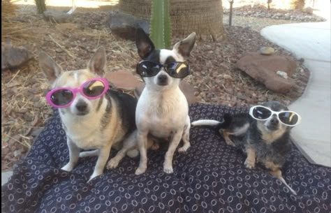 Three Puppies, Animal Groups, The Grammys, Silly Dogs, Wearing Sunglasses, Cartoon Memes, Animals Dogs, Animals Cute, Fluffy Animals