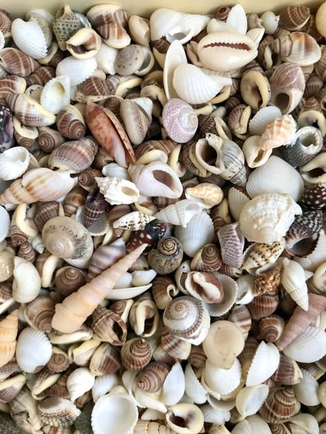 100 mixed tiny micro shells, natural beach sea shell for art crafts jewellery and home / wedding table decoration display. Tiny shells!! Quantity: 50/100  Sizes ~5mm-15mm See the 5p piece in the pictures & video for a good idea of size. PRODUCT FEATURES ♡Can be used as table confetti & Beachy DIY ♡Perfect for Beach / Nautical / Boho/ Rustic theme arts and crafts  ♡Create beautiful, eye catching displays to add to your home and garden Various mixed shells /  sizes / shapes as per pictures. You wo Beach Wedding Decor, Boho Wedding Decor, Wedding Display, Mermaid Pictures, Beach Wedding Decorations, Beach Boho, Rustic Theme, Jar Vase, Craft Wedding