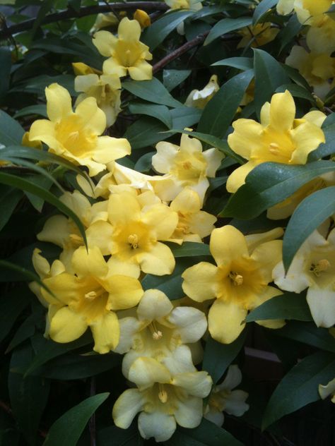 Carolina Jasmine Carolina Jasmine, Home And Garden, Plants