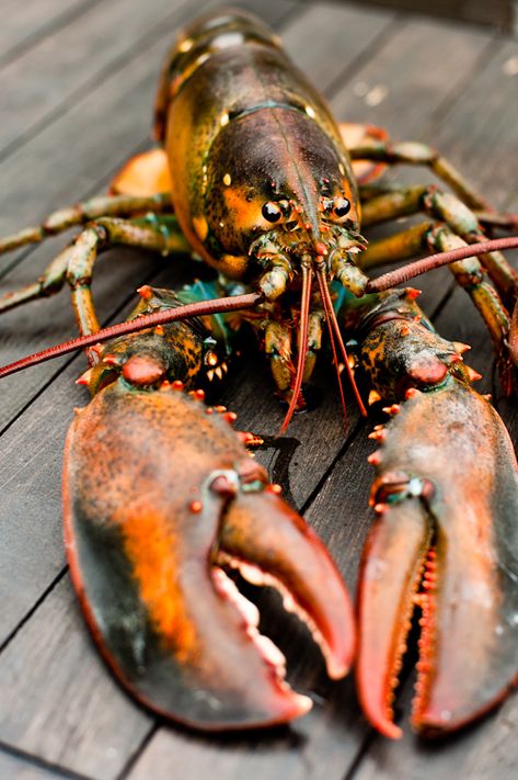 Lobster Underwater, Lobster Photo, Lobster Art, Zoo Animals Photography, Animal Photography Wildlife, Jaguar Animal, Wild Animals Photography, Crab And Lobster, Tropical Animals