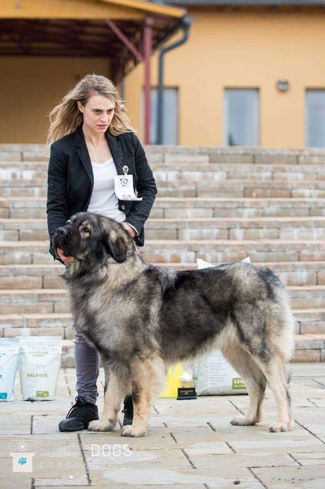 Sarplaninac Dog, Sarabi Dog, Livestock Guardian Dog, Livestock Guardian, Huge Dogs, Group 2, Pets 3, Mountain Dog, American Bully