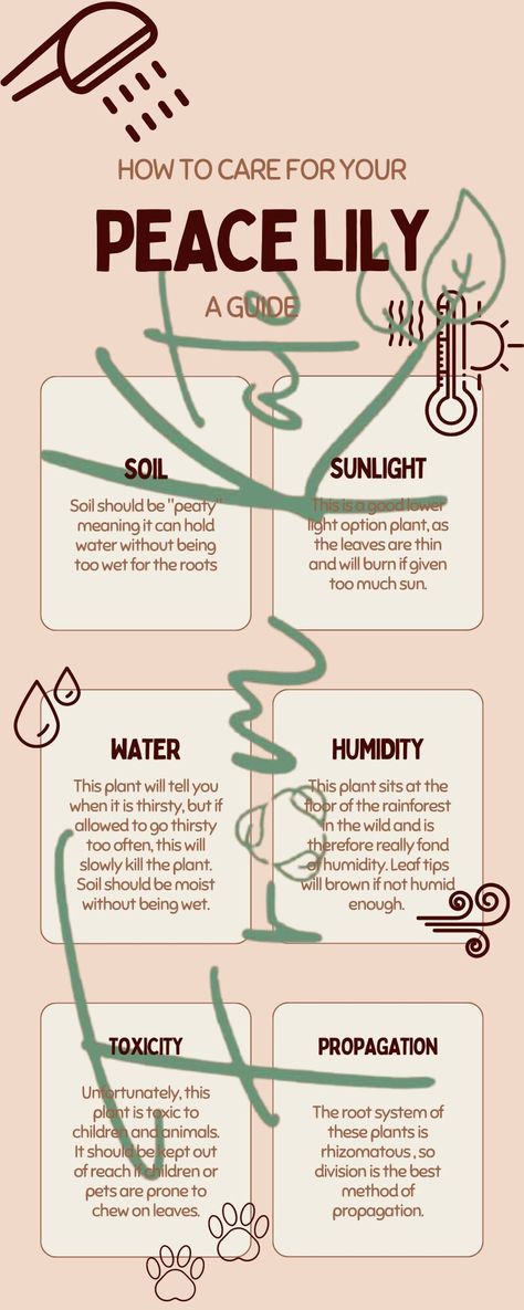 Hello and thank you for looking at my care guides! This infographic is a great addition to your plant gift or even works if you just need some help yourself with how to care for your sweet peace lily! This information is great for an easy reference when needed and will help your plant to thrive! DETAILS * 1 PDF file * After checkout you will receive an email from Etsy with your order ready to download. You can also access your downloadable files at any time through your Etsy purchase page. Spathiphyllum Plant Care, Peace Lily Propagation, Repotting Peace Lily Houseplant, Peace Lily Care Indoor, Peace Lily Indoor, Peace Lily Plant Care, Peace Lily Care, Spider Plant Care, Lily Plant Care