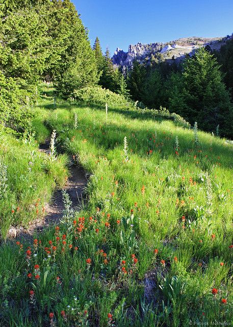 Paintbrush Sunrise - Eagle Cap Wilderness - Oregon - a photo on Flickriver American Wilderness, Morning Sunlight, Indian Paintbrush, Falls Creek, The Eagle, Early Morning, Paint Brushes, Light Up, Oregon