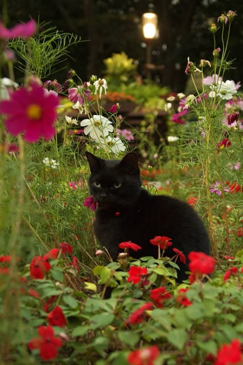 A Black Cat, In The Middle, A Black, The Middle, Black Cat, Red And White, Plants, Flowers, Red