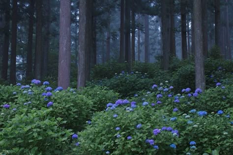 Hydrangea Forest | echinocactus | Flickr Hydrangea Forest, Blue Hour Photography, My Fantasy World, Aesthetic Life, Blue Forest, Fantasy Forest, Pretty Landscapes, Pretty Photos, Laptop Wallpaper