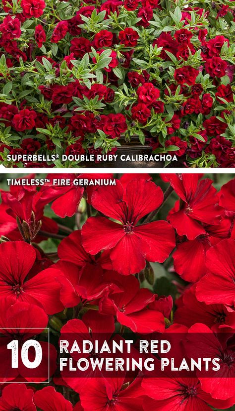 Red Flowers Garden, Red Perennials, Perennials Low Maintenance, Long Blooming Perennials, Full Sun Perennials, Red Plants, Radiant Red, Small Backyard Gardens, Perennial Shrubs