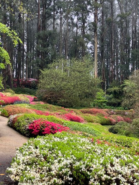 This is the best display I have seen in the Dandenong Ranges Botanic Garden (former National Rhododendron Gardens) Dandenong Ranges, Botanic Garden, Botanical Gardens, Range