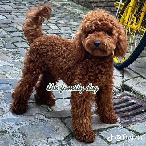 Apricot Poodle Miniature, Toy Poodle Teddy Bear Cut, Teddy Bear Cut Poodle, Miniature Poodle Cuts, Mini Poodle Haircut, Cute Poodles, Mini Toy Poodle, Toy Poodle Haircut Styles, Toy Poodle Haircut Teddy Bears