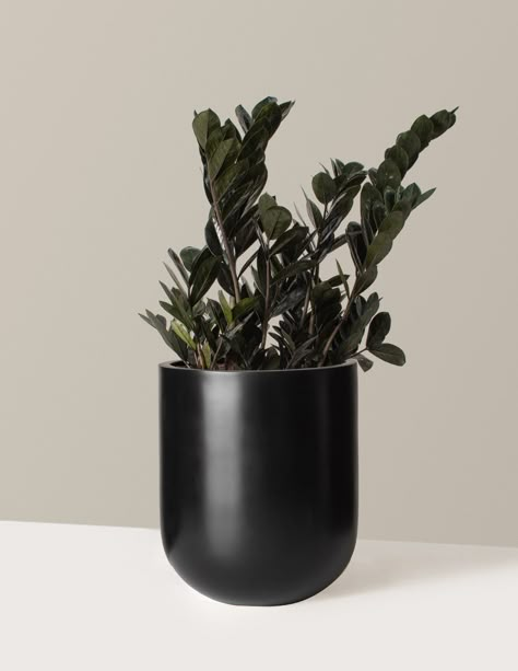 The Black Zz Plant, Also Known As ‘Supernova’, 'oscura', Or Raven Zz, Is A Visually Striking And Unique Cultivar Of The Zamioculcas Zamiifolia Species. What Sets This Cultivar Apart Is Its Striking Foliage That Starts Out Bright Lime Green That Eventually Hardens To A Rich Purple-Black, Creating A Contrasting Appearance To Any Collection. Like Other Zzs, The Black Zz Is Also Low Light And Drought-Tolerant. Medium Plants Measure Between 8–15" Tall From The Soil Line To The Top Of The Foliage Larg Exterior Planter, Shrubs For Privacy, Zamioculcas Zamiifolia, Black Plant, Crocus Bulbs, Low Light Indoor Plants, Privacy Trees, Fall Bulbs, Fiberglass Planters