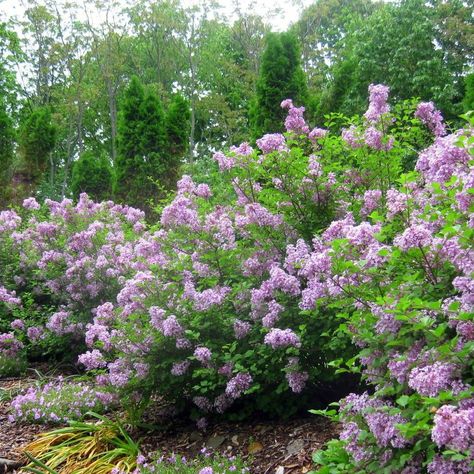 Miss Kim Lilac, Red Dragon Japanese Maple, Single Flowers, Blueberry Bushes, Fragrant Plant, Evergreen Plants, Attract Butterflies, How To Attract Hummingbirds, Flowering Shrubs