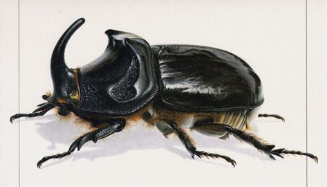 Entomology Illustration, Rhinoceros Beetle, Beetle Illustration, Rhino Beetle, Beetle Tattoo, Types Of Bugs, Strongest Animal, Biology Art, Insect Print