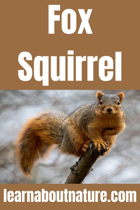 Fox Squirrel Squirrel Habitat, Land Animals, Fox Squirrel, Kids Science, Garden Animals, About Nature, Great Plains, Rodents, Science For Kids