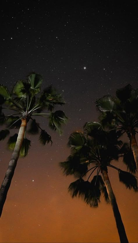 Rare Wallpapers Iphone, Rare Wallpapers, Trees At Night, Tree At Night, Moon Full, Palm Tree Sunset, Coconut Trees, Cool Backgrounds Wallpapers, Landscape Mode