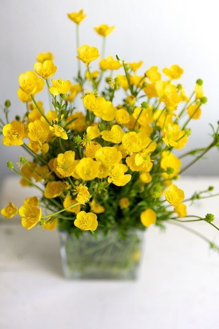 Bring me these Buttercup Flowers during my last breath on earth to make smile one last time! Please!🙏😁 Buttercup Flower Bouquet, Yellow Flowers Arrangements, Buttercup Bouquet, Buttercup Cottage, Yellow Flowers Bouquet, Buttercup Flowers, Buttercup Flower, Flowers Pretty, Deco Floral